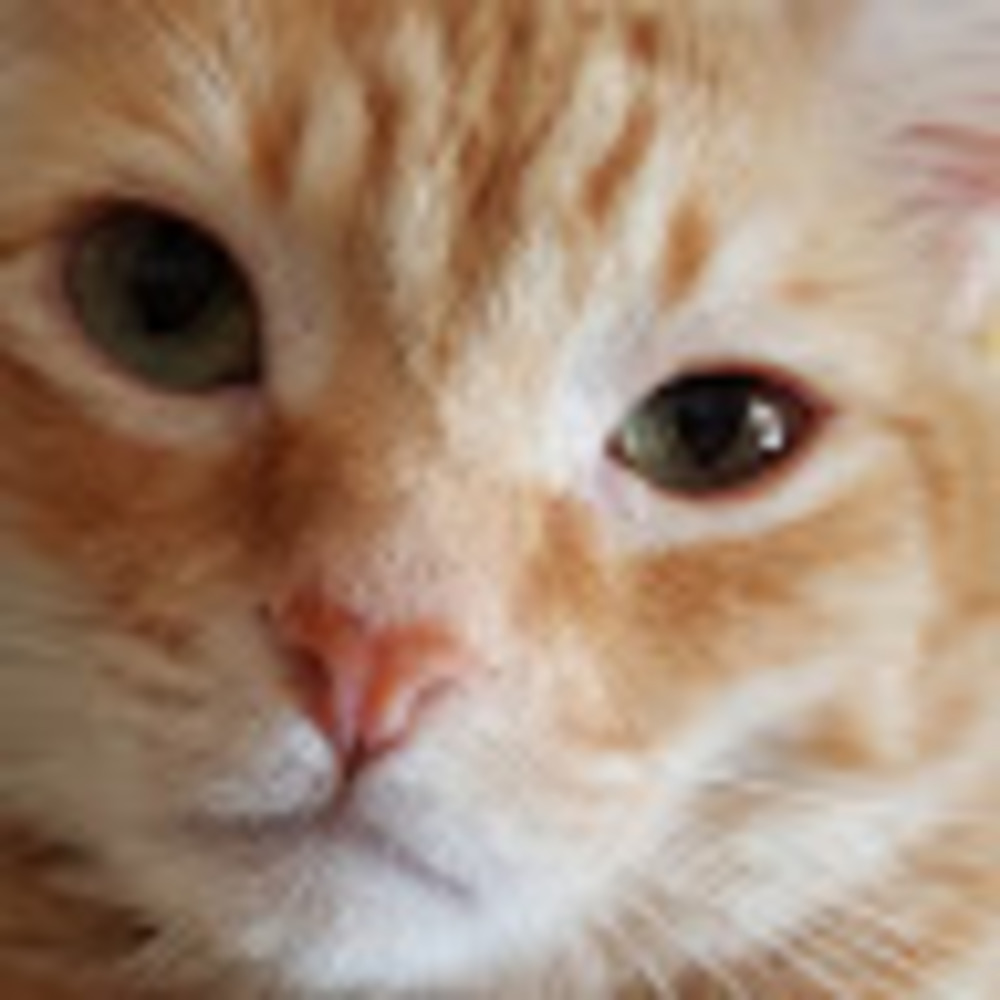 Meet your Posher, Suzy